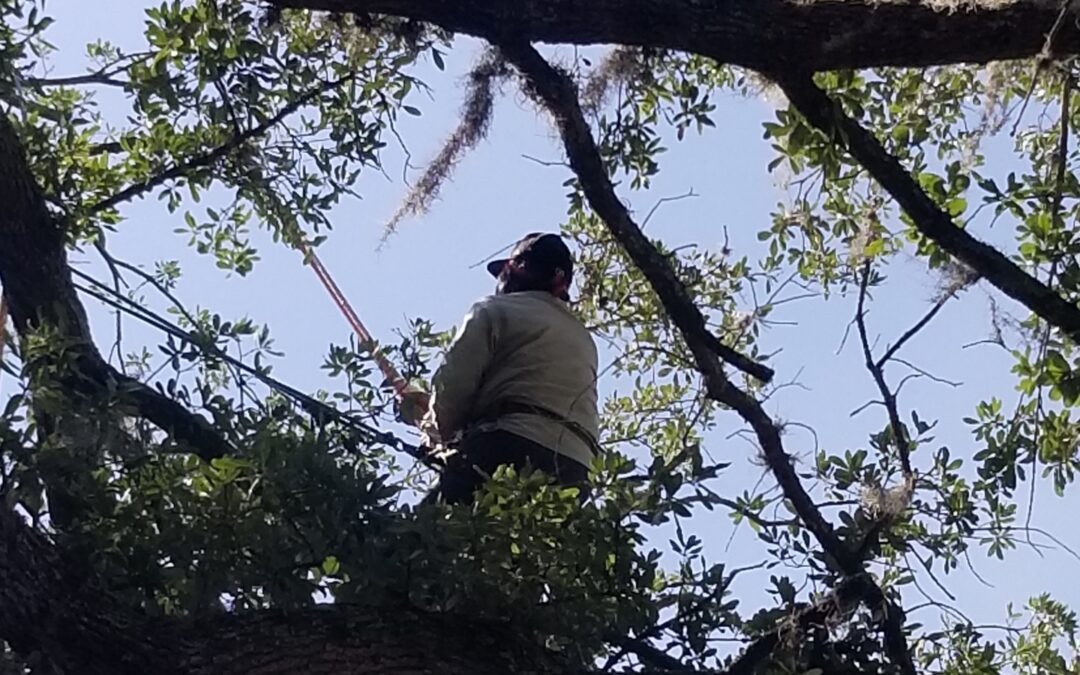 Tree Trimming and Removal: Why Homeowners Should Care and What It Costs in Florida